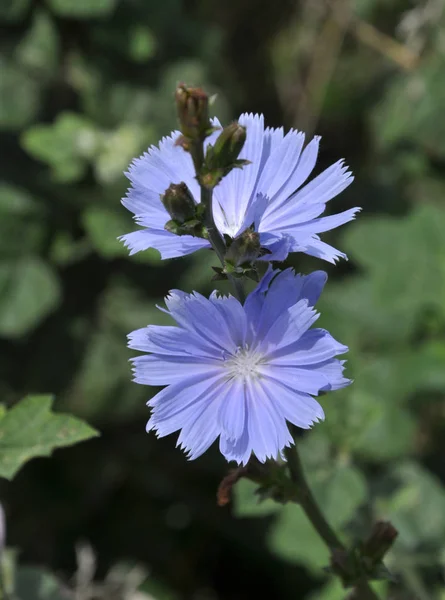 Doğada Bloom Cichorium Intybus Aster Ailesinin Bitkilerin Yazın — Stok fotoğraf