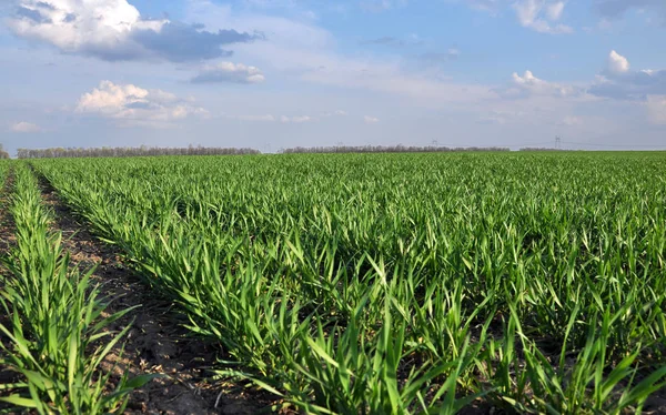 Buenas Cosechas Trigo Invierno Campo Agrícola Primavera —  Fotos de Stock