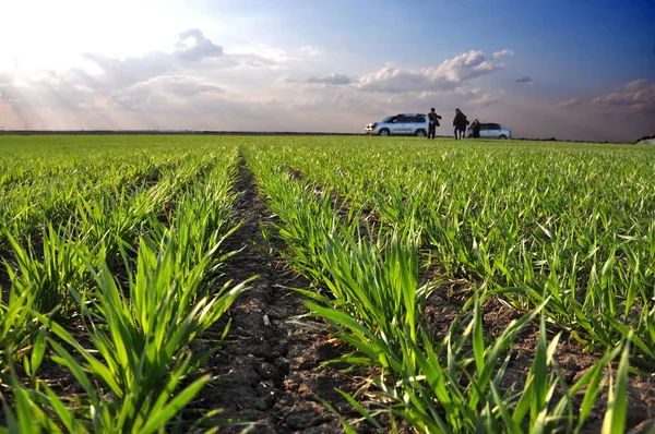 Хорошие Зерновые Культуры Озимой Пшеницы Весеннем Поле — стоковое фото