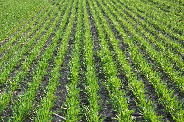 Gute Ernten Von Winterweizen Frühjahr Bauernhof Feld — Stockfoto