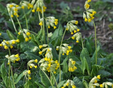 Çiçekli Primula veris vahşi bahar