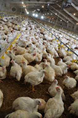 Bir buçuk ay yaş için broiler tavuk büyüyen çiftlik