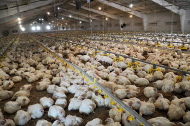 Bir buçuk ay yaş için broiler tavuk büyüyen çiftlik