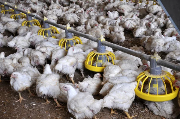 Farm Growing Broiler Chickens Age One Half Month — Stock Photo, Image