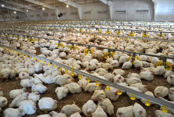 Farm for growing broiler chickens to the age of one and a half month