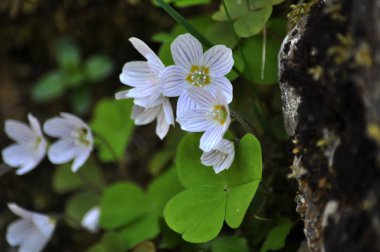 Vahşi ormanda ilk bahar çiçekleri Oxalis acetosella çiçek. 