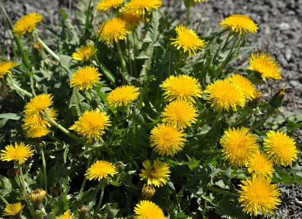In nature, spring blooms of dandelion. This plant is used in medicine, cosmetics, nutrition, industry. Is a good honey.