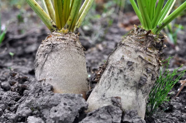 In the soil grows beet fodder — Stock Photo, Image