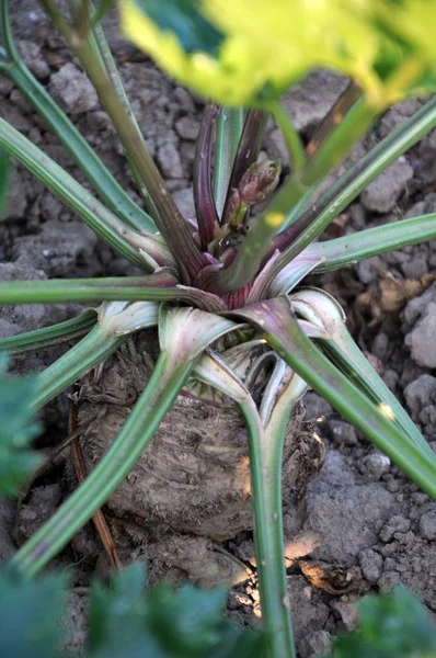 El suelo orgánico cultiva apio — Foto de Stock