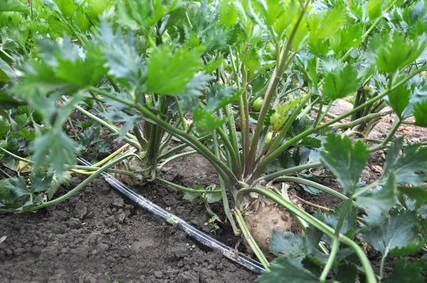 Organic soil grows celery — Stock Photo, Image