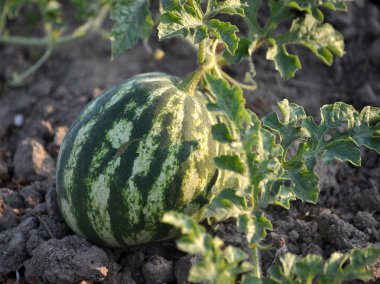 Organik toprak alanında karpuz olgunlaşır