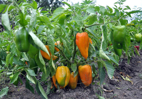 Выращивание сладкого перца в органической почве с помощью капельного орошения
