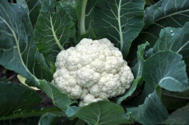 Cauliflower grows in organic soil in the garden on the vegetable area clipart