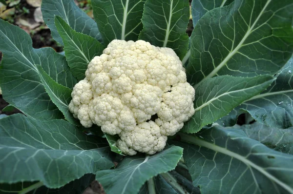 Karnabahar sebze bahçesindeki organik toprakta yetişir.