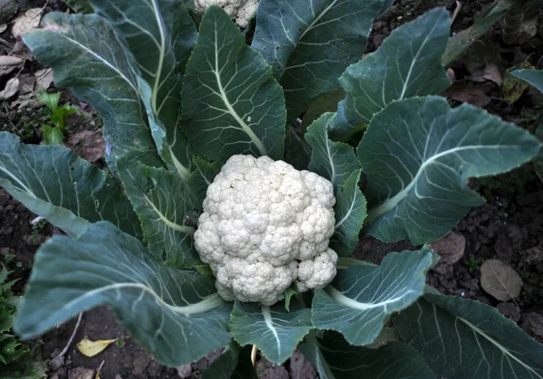 Coliflor Crece Suelo Orgánico Jardín Área Vegetal —  Fotos de Stock