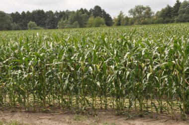 Melez Mısır tohumları ile yetişkin nerede alan salkım kesmek