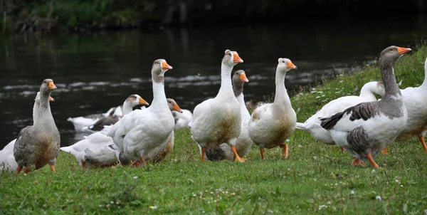 Hausgänse Kamen Grünen Ufer Des Flusses Aus Dem Wasser — Stockfoto