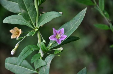 Vahşi doğada bir dal dalı açar Lycium barbarlığı