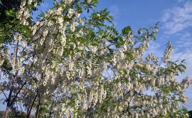 Akasya mavi gökyüzü arka planı beyaz çiçekli dalları