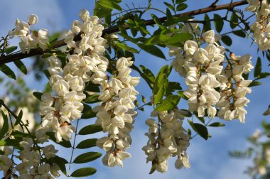 Akasya mavi gökyüzü arka planı beyaz çiçekli dalları