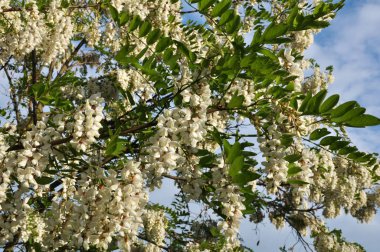 Akasya mavi gökyüzü arka planı beyaz çiçekli dalları