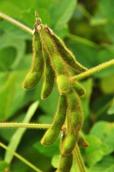 Field Plant Green Soy Pods Maturation Stage — Stock Photo, Image