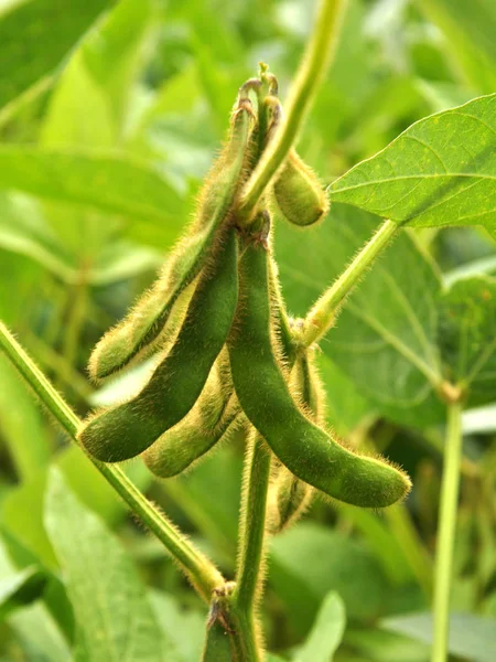 在田间种植上的绿色豆荚正处于成熟阶段 — 图库照片