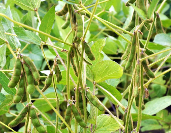 Field Plant Green Soy Pods Maturation Stage — Stock Photo, Image