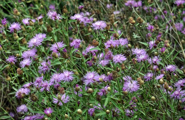 Fältet Den Vilda Bloom Blåklint Ängen Med Lila Färg Blommor — Stockfoto