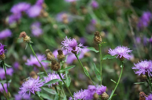 Dans Champ Dans Prairie Bleuets Fleurs Sauvages Avec Une Couleur — Photo