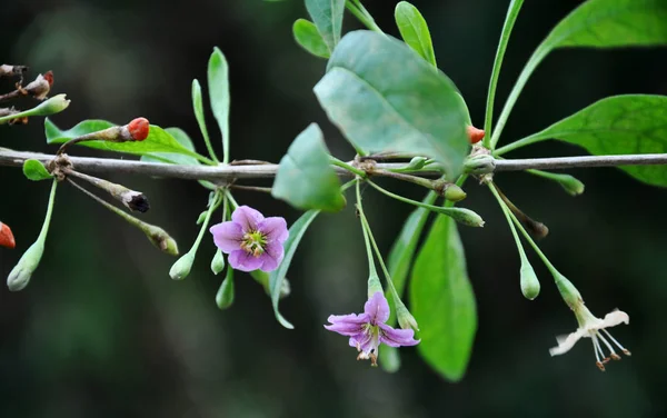 Floración Silvestre Una Ramita Lycium Barbarum — Foto de Stock