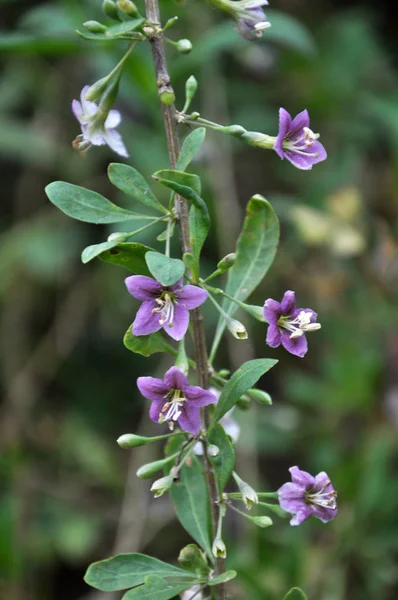 Vahşi doğada bir dal dalı açar Lycium barbarlığı