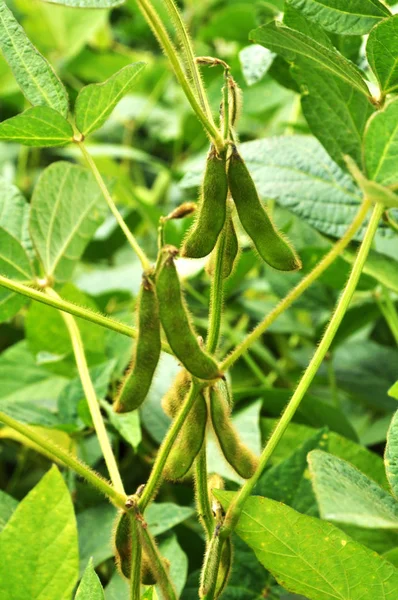 植物のフィールドで枝豆の莢は 成熟期 ロイヤリティフリーのストック写真