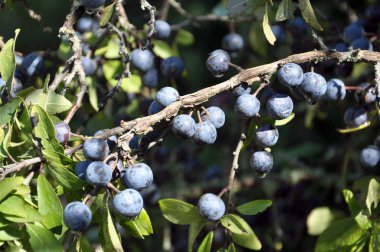 Şube bush olgun çilek karaçalı üzerinde. Gıda, boyama, dekoratif, tatlım, tıbbi, tannidonosnaya phytomilylorative bitki.