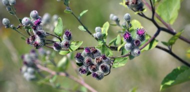 Yaban hayatı bloom Dulavratotu. Bitki Arıcılık için tıp, beslenme ve bal bitki olarak kullanılır