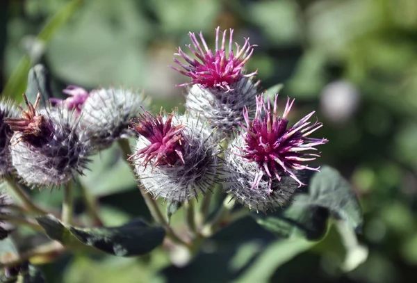 Bardana Florecimiento Vida Silvestre Planta Utiliza Medicina Nutrición Como Planta —  Fotos de Stock