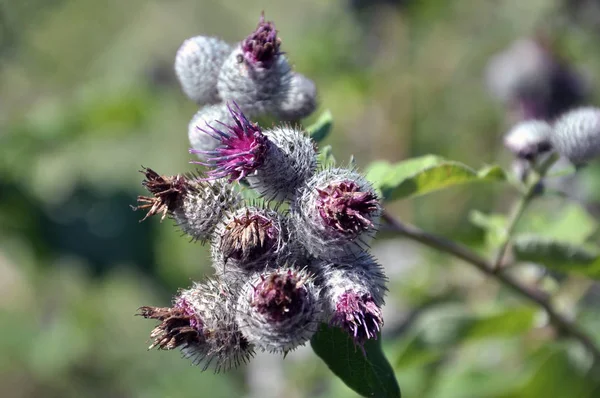 Bardana Florecimiento Vida Silvestre Planta Utiliza Medicina Nutrición Como Planta — Foto de Stock