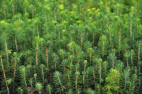 Zaailingen Van Jonge Naaldbomen Gekweekt Een Boomkwekerij Bosbouw — Stockfoto