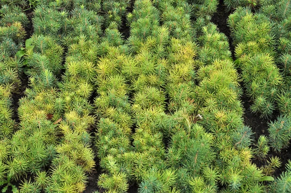 Piantine Giovani Conifere Coltivate Vivaio Forestale — Foto Stock