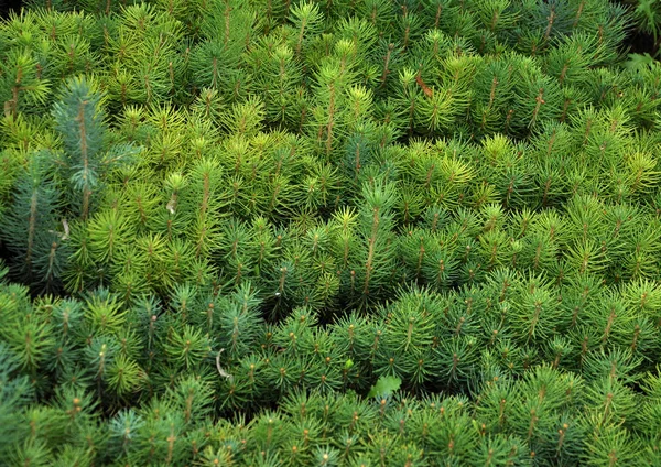 Zaailingen Van Jonge Naaldbomen Gekweekt Een Boomkwekerij Bosbouw — Stockfoto