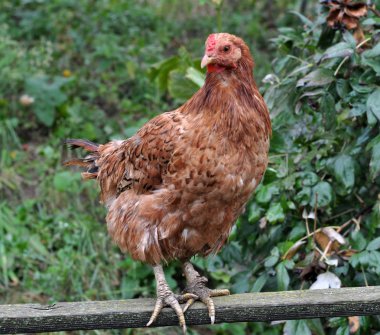 Farklı renk tüyleri ile açık bir rustik bahçesinde ev tavuk