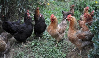 Farklı renk tüyleri ile açık bir rustik bahçesinde ev tavuk