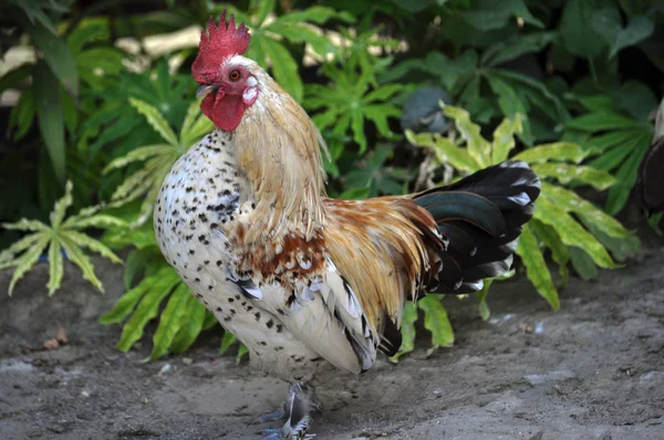 Huis Kippen Een Rustieke Tuin Met Verschillende Kleur Verenkleed — Stockfoto