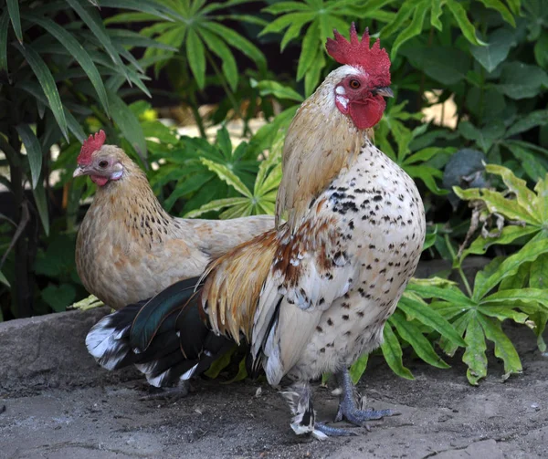 Farklı Renk Tüyleri Ile Açık Bir Rustik Bahçesinde Tavuk — Stok fotoğraf