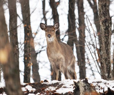 Capreolus gri kış ormandaki ağaçlar arka planı