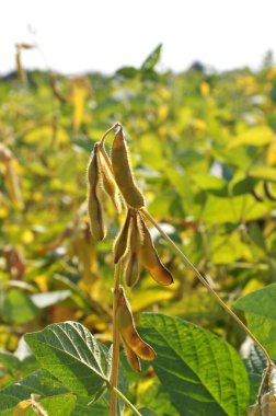 Soya alanın arka planda bakla ile olgunlaşma, kök