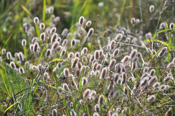 草地上的绿色草间的干植物 — 图库照片