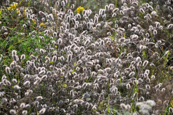 Torra Växter Bland Gröna Gräs Ängen — Stockfoto