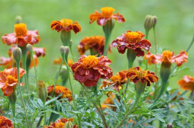 Flowerbed çalılar bloom tagetes - aster ailesinin yıllık bitki üzerinde