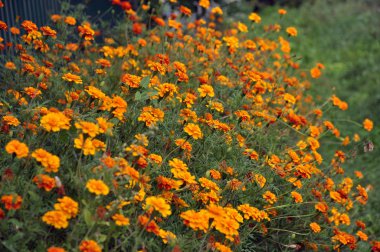 Flowerbed çalılar bloom tagetes - aster ailesinin yıllık bitki üzerinde
